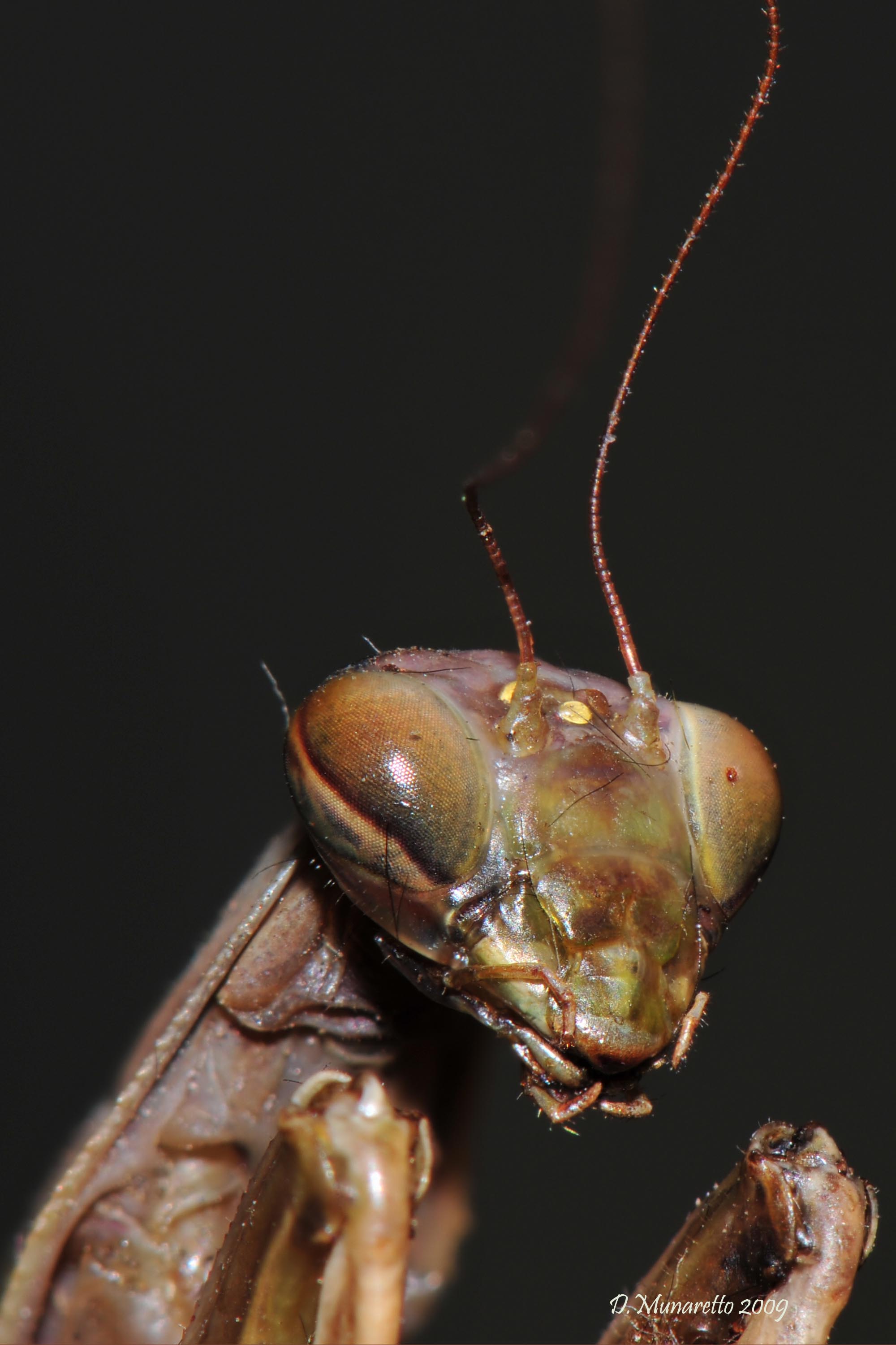 Mantide Religiosa...ancora...!